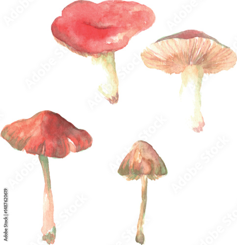 Watercolor illustration of red mushrooms
