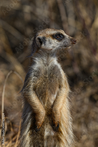 Fényképezés Closeup of a meerkat standing gaurd