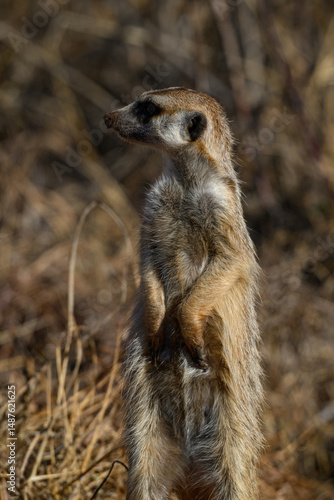 Foto Closeup of a meerkat standing gaurd