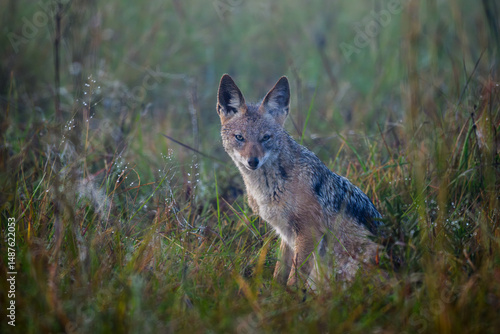 A black-backed jackal sitting in the grass in the early morning