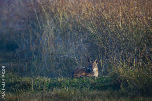 A black-backed jackal sitting in the grass in the early morning