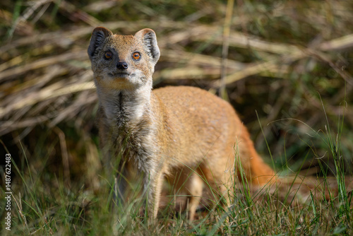 A yellow mongoose in rietvlei nature reserve