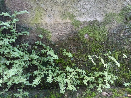 Wallpaper Mural Moss and Small Fern Plants on Damp Concrete Wall. Close-up of moss and tiny fern-like plants growing on a moist, weathered concrete wall. Natural texture perfect for backgrounds Torontodigital.ca