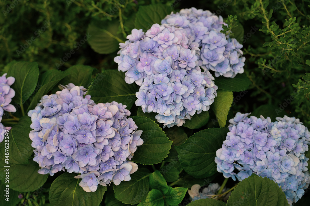 Blossoming hydrangea or hortensia flowers with gentle franrance and fragile fresh pink and violet petals Blossoming hydrangea or hortensia flowers with gentle franrance and fragile fresh pink and violet petals