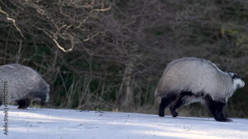 Two badgers are walking on a snowy hill