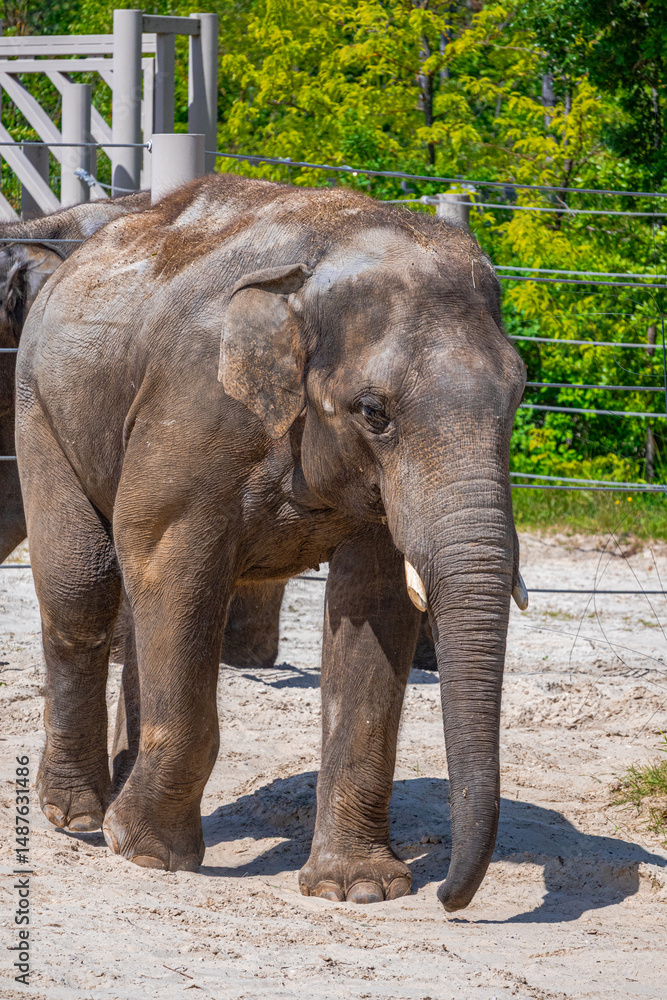 Fototapeta premium A photo of a large elephant walking in a dirt field