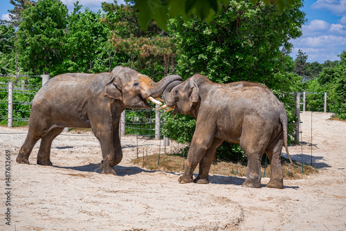 Photography A photo of two elephants standing in a dirt field with trees in the background