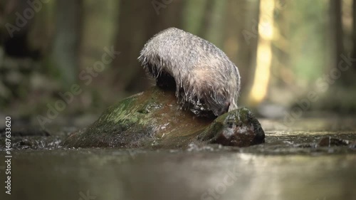 European badger exploring a river stream from a rock in a stream. Meles meles