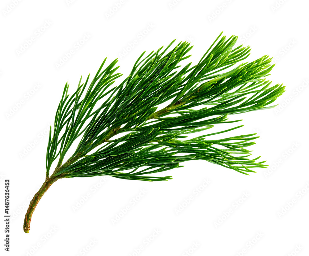 Fototapeta premium Pine needle foliage in natural rich detail