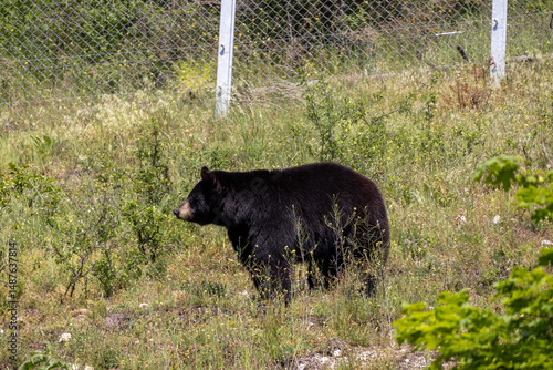 A photo of a black bear walking through a grassy field