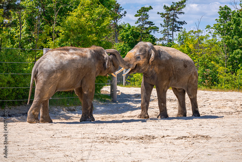Canvas Print A photo of two elephants standing in a dirt field next to a fence