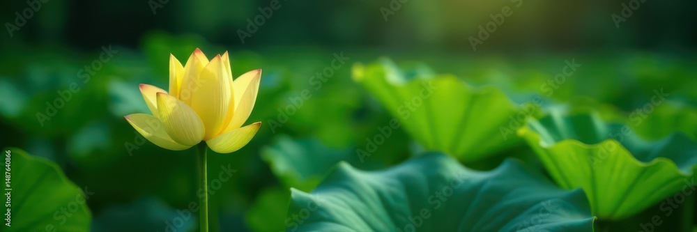 Fototapeta premium Solitary yellow lotus blossom amidst green cypress and lotus leaves , leaves, reflection, aquatic plants