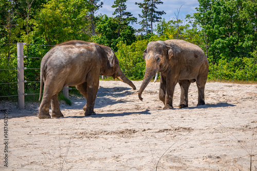 Photography A photo of two elephants walking in a sandy area with trees in the background