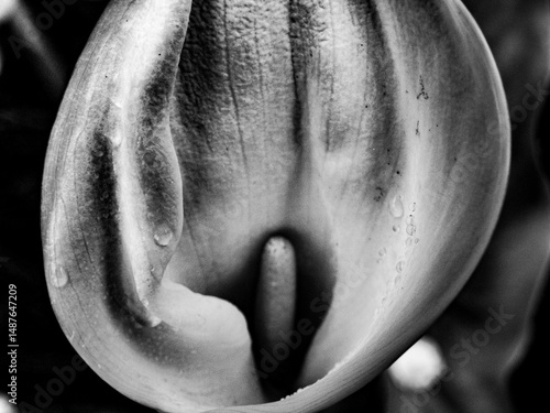Dettagli di fiori e piante (Liguria)