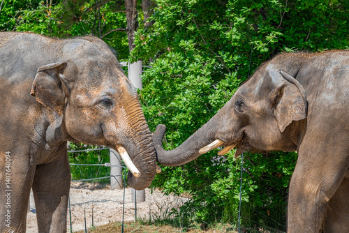 Canvas Print A photo of two elephants are standing next to each other elephants
