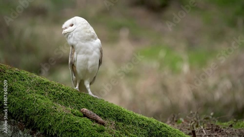 White barn owl is standing on a mossy ground in the forest.