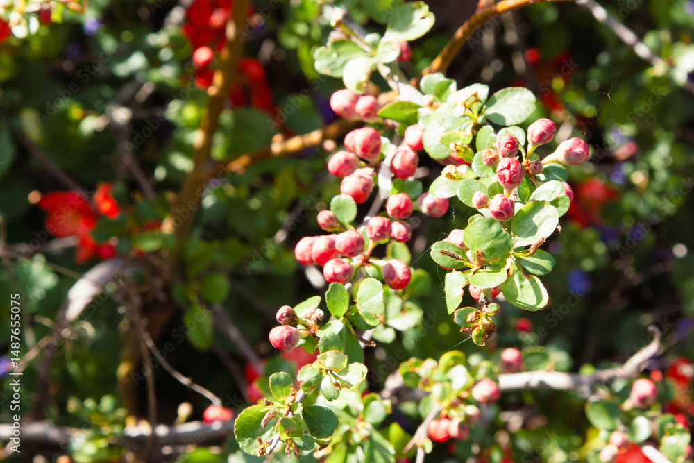 Obraz premium Orange, coral flowers. Bright orange, delightful quince flowers in spring. It is a beautiful shrub with green leaves and large coral flowers. Natural background with spring blossoms for wallpaper