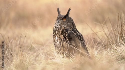 Eurasian eagle owl is sitting in tall grass in calm sunny day.
