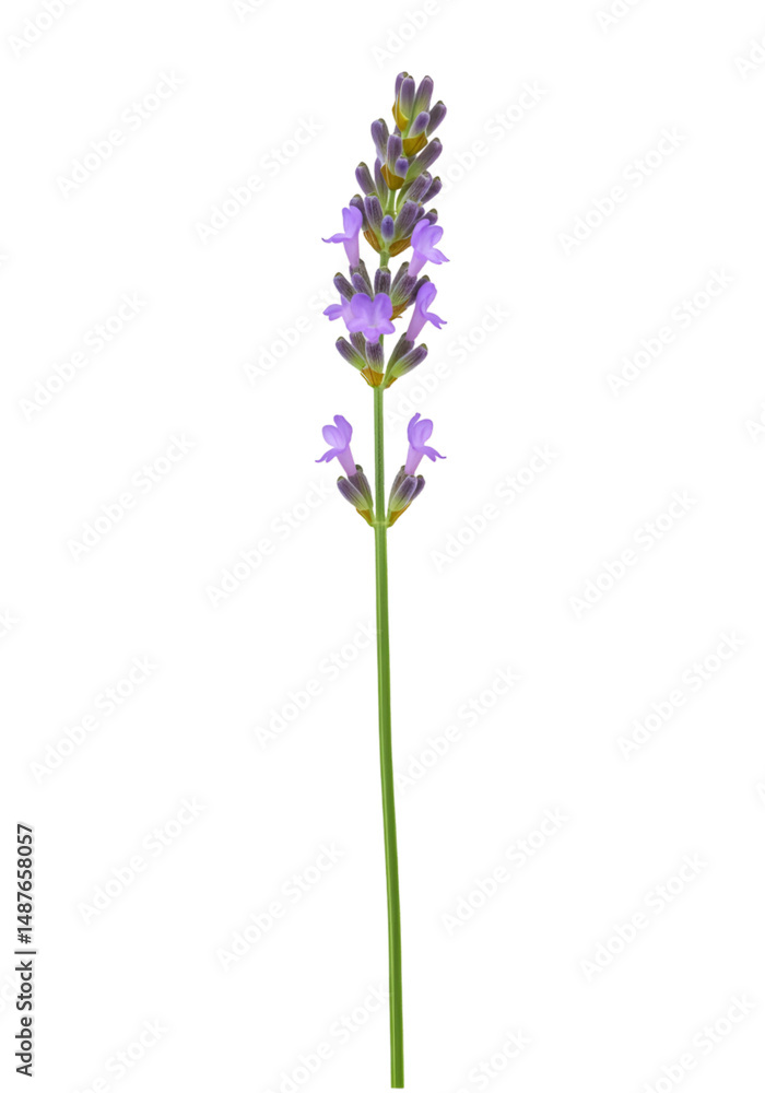 Naklejka premium Lavender flower stalk