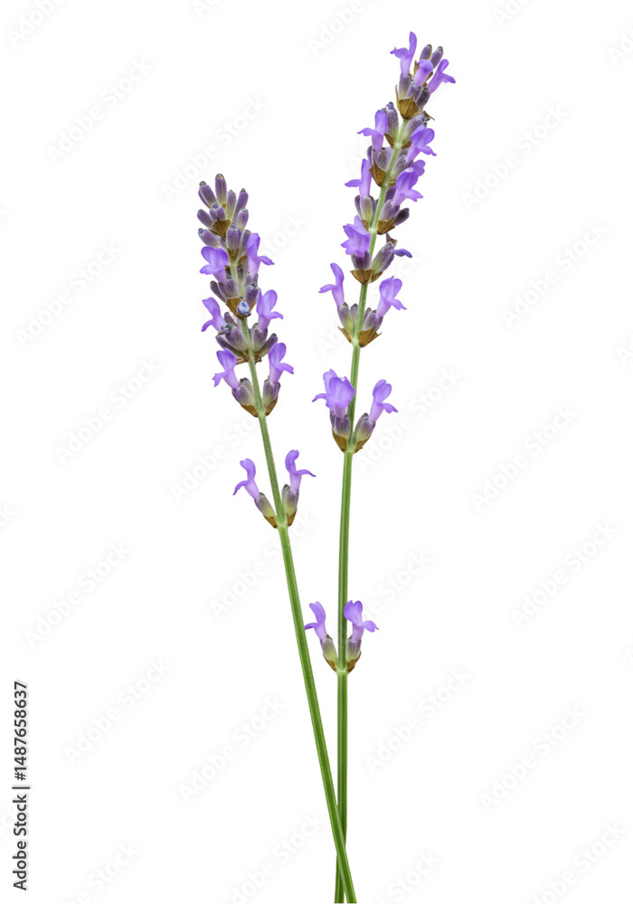 Naklejka premium Lavender sprig close-up (6)