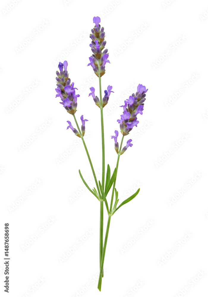 Obraz premium Lavender sprig close-up (7)