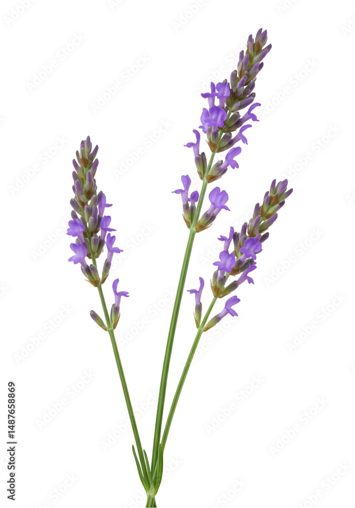 Obraz premium Lavender sprig close-up (15)
