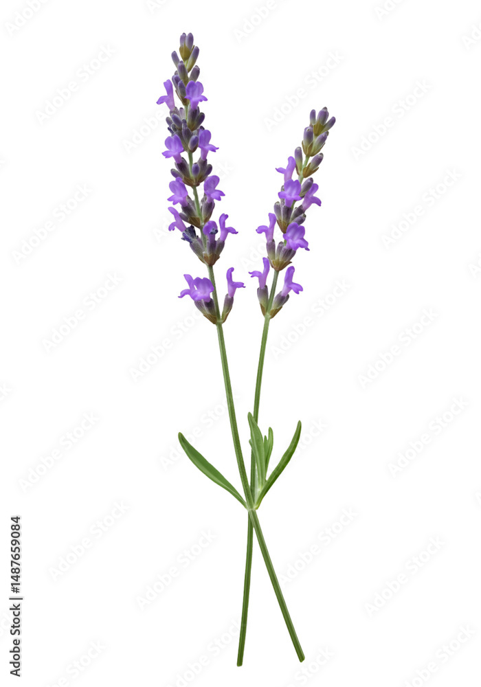 Fototapeta premium Lavender sprigs against black background