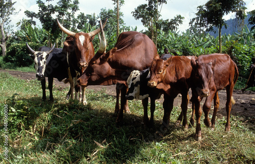 Fotografie Vache, race à grandes cornes, femelle et jeune, République Démocratique du Congo