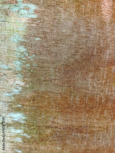 Wallpaper Mural old wood texture Torontodigital.ca