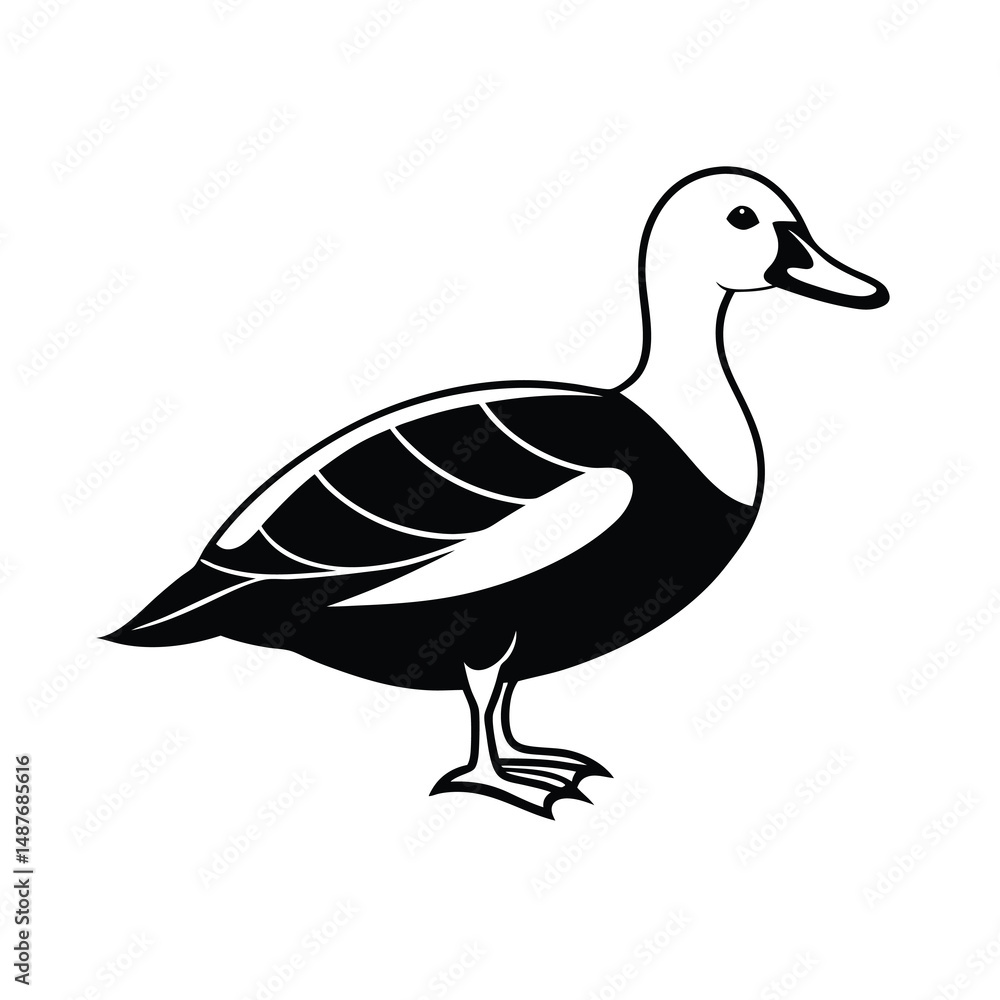 Obraz premium king eider waterfowl bird silhouette