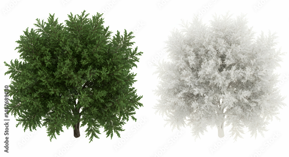 Obraz premium tree, trees, top view, Green and White Tree Top View, 3D Render