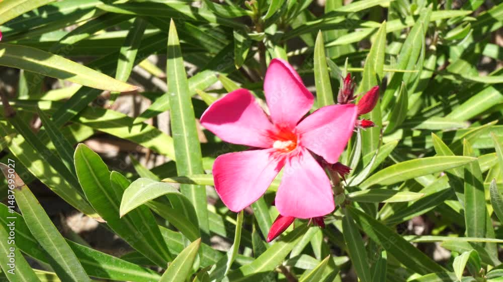 Flowers in Malta Flowers in Malta