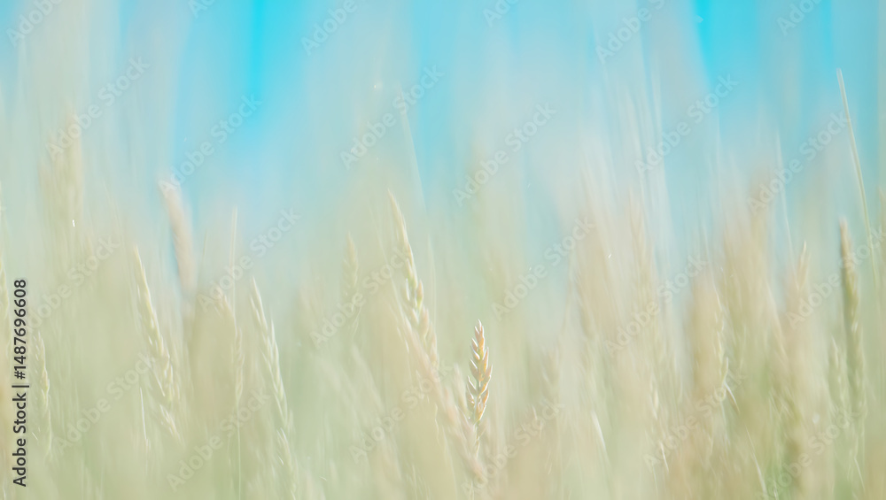 Obraz premium Serene Wheat Field Under a Vibrant Blue Sky A Peaceful Nature Photography