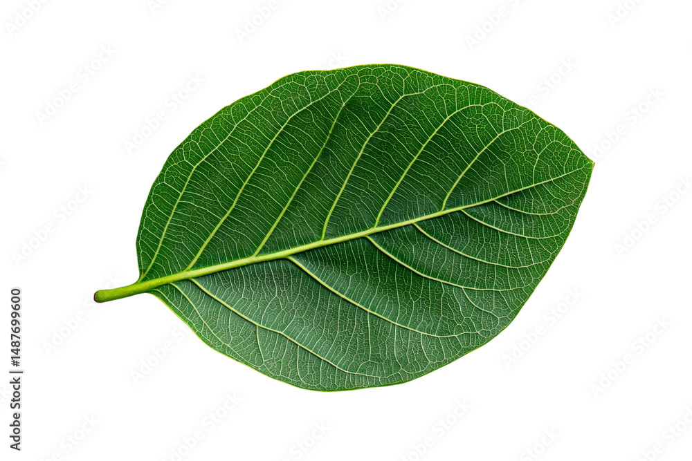 Obraz premium A single leaf from a fiddle-leaf fig tree with broad, veined patterns, isolated on a transparent background, PNG file.