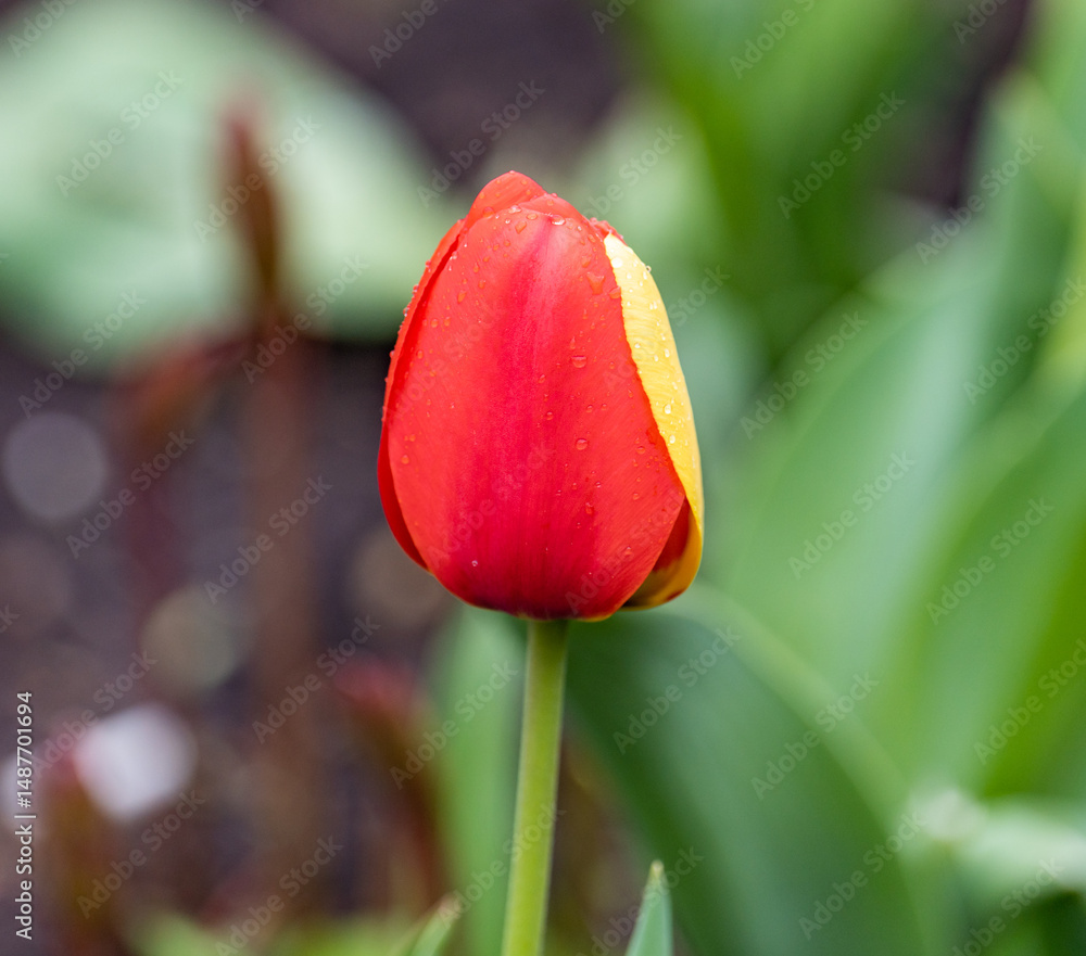 Fototapeta premium red and yellow tulip