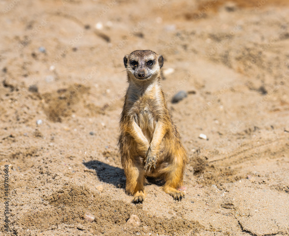 Fototapeta premium meerkat on guard