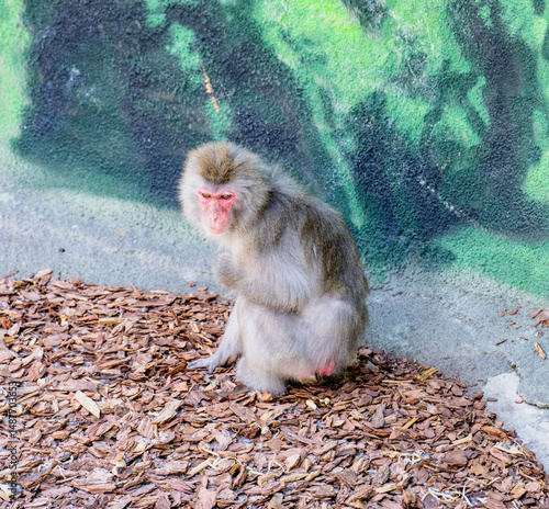 Konstfotografi Japanese macaque