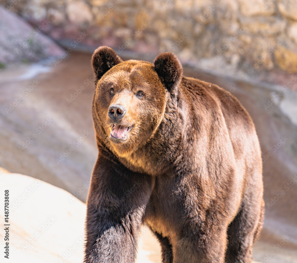 Fototapeta premium brown bear close up