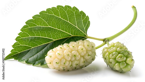 green mulberry fruit with leaf on white background