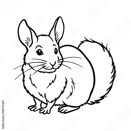 chinchilla pet sketch drawing vector