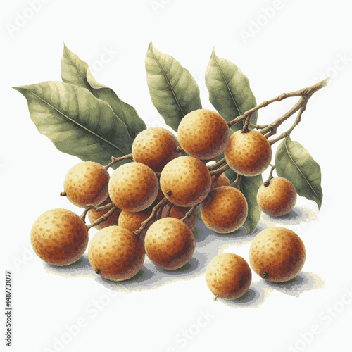 Golden Veil longan isolated watercolor vector illustration svg