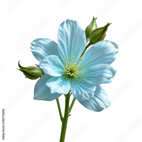 Delicate pale blue flower with soft petals and yellow stamens, accompanied by green buds slender stem, showing natural beauty