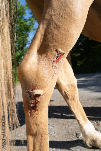 Cuts with skin flaps and dried blood on the hind leg of a palomino colored pony.