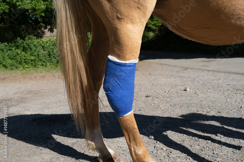 Blue dressing on the hind leg of a palomino pony.