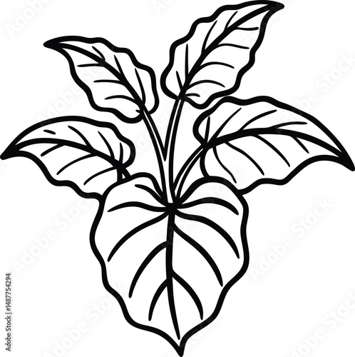 illustration of taro plant on white