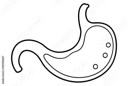stomach silhouette line art vector illustration with a white background
