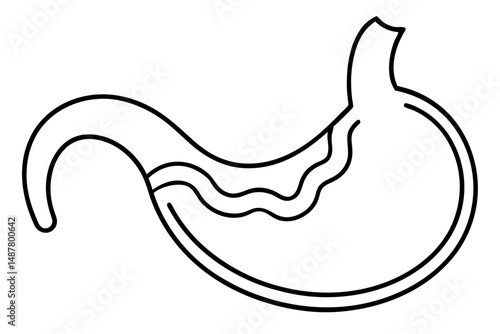 stomach silhouette line art vector illustration with a white background