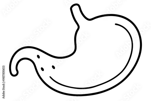 stomach silhouette line art vector illustration with a white background