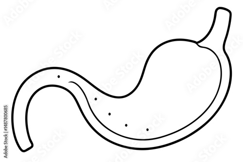 stomach silhouette line art vector illustration with a white background