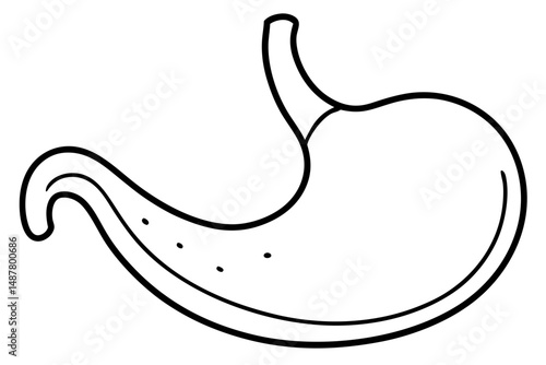 stomach silhouette line art vector illustration with a white background